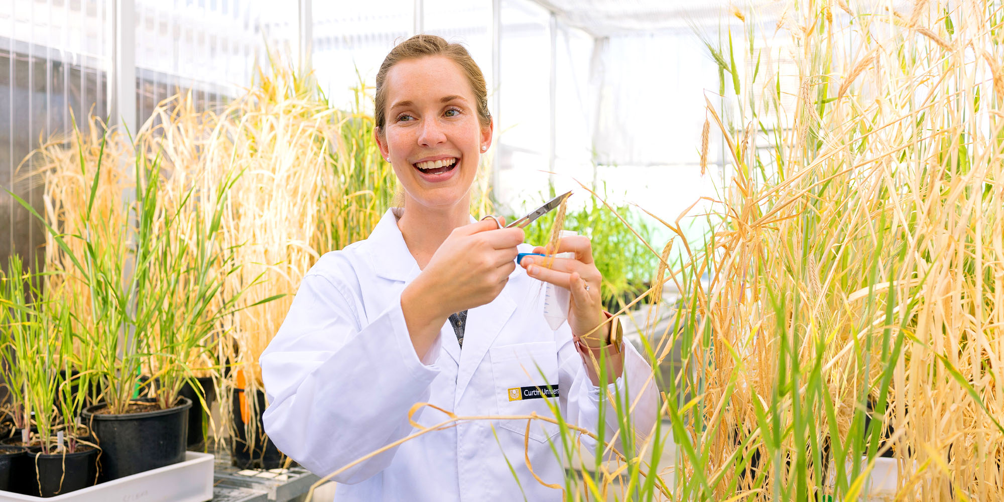 Female researcher taking grain sample