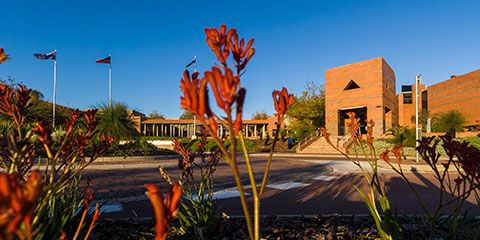 Kangaroo paw at the front of Curtin Perth