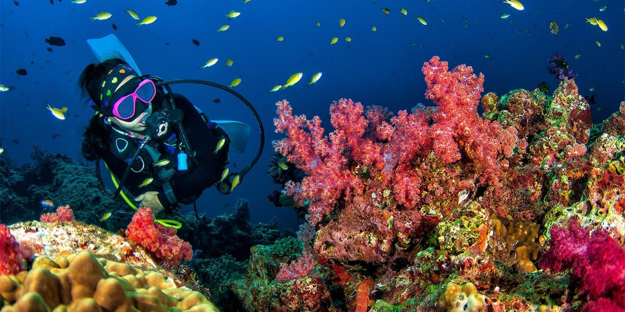 Diver exploring coral underwater