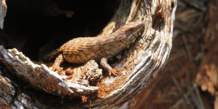 Light technology recreates ‘log castles’ to save homeless lizards