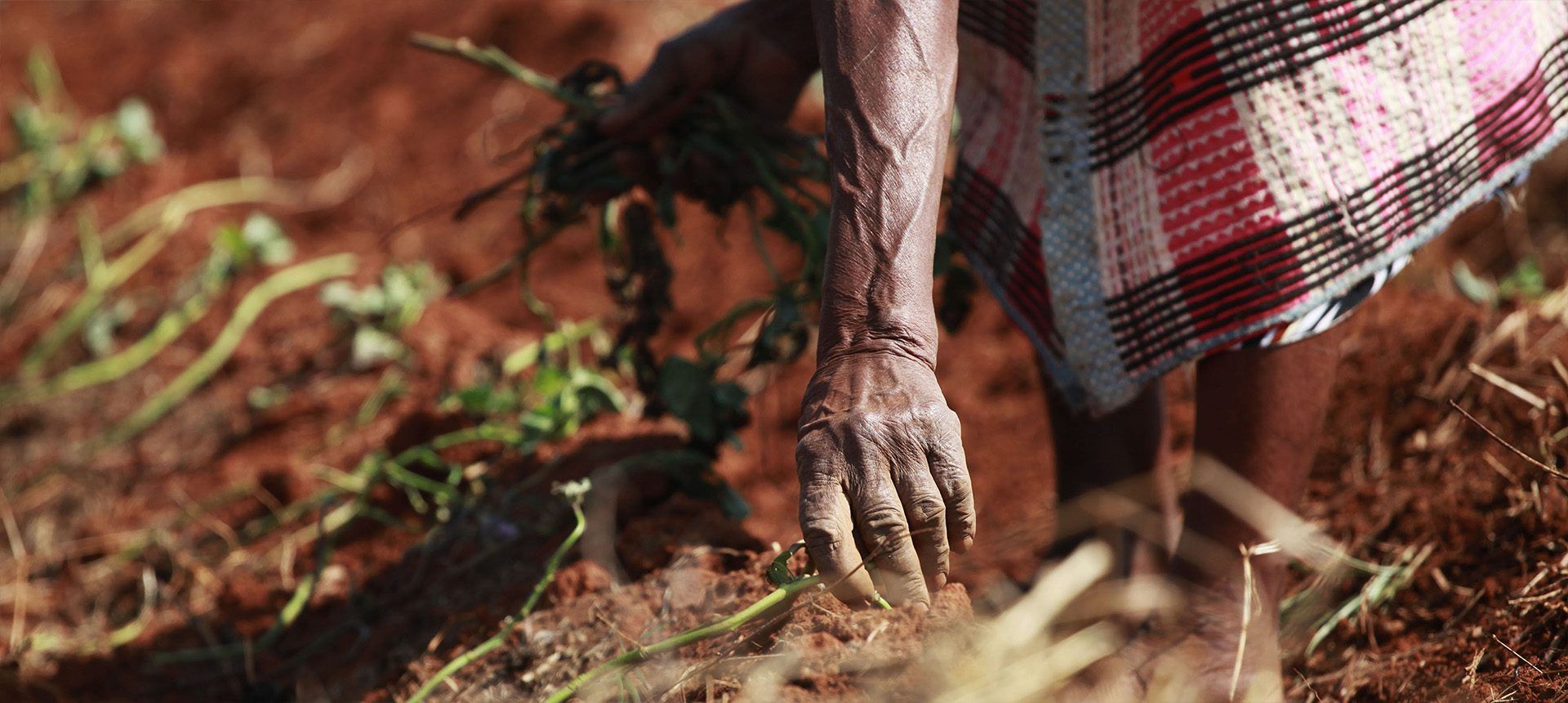 A weathered hand, picking crops from a dry ground in Africa