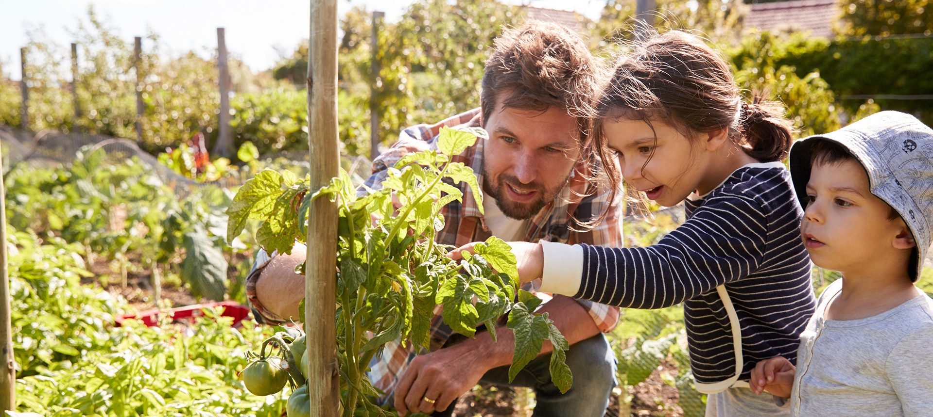 Father and children looking at tomatoes growing on allotmen