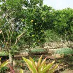 Sustainability Research at the Forefront for Curtin’s School of Design and the Built Environment  