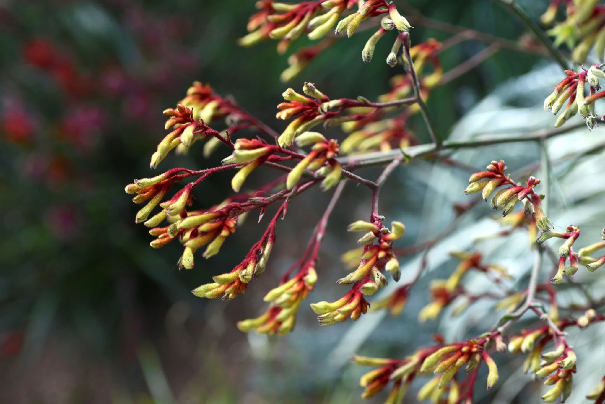 The Little Red Yellow Black Book