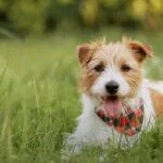 Jack Russell dog sitting in grass - play video