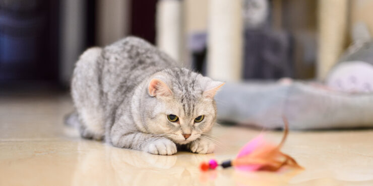 Creating Connections: Cat Toy Crafting