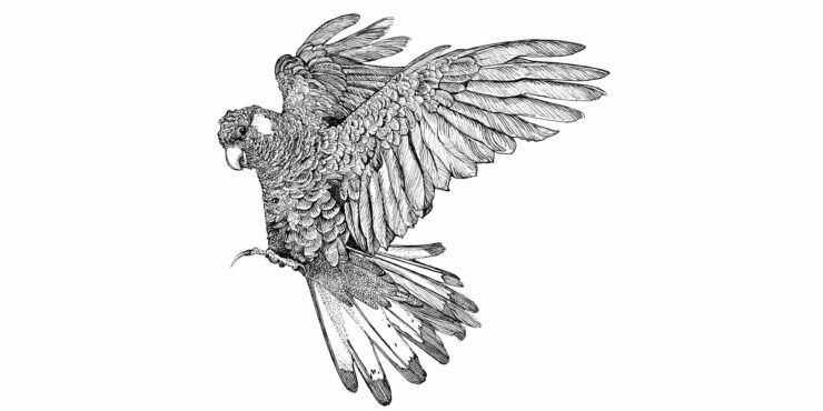 Drawing by Andrew Nicholls commissioned for the Gifts in Wills program
