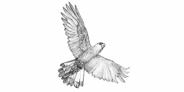 Drawing by Andrew Nicholls commissioned for the Gifts in Wills program