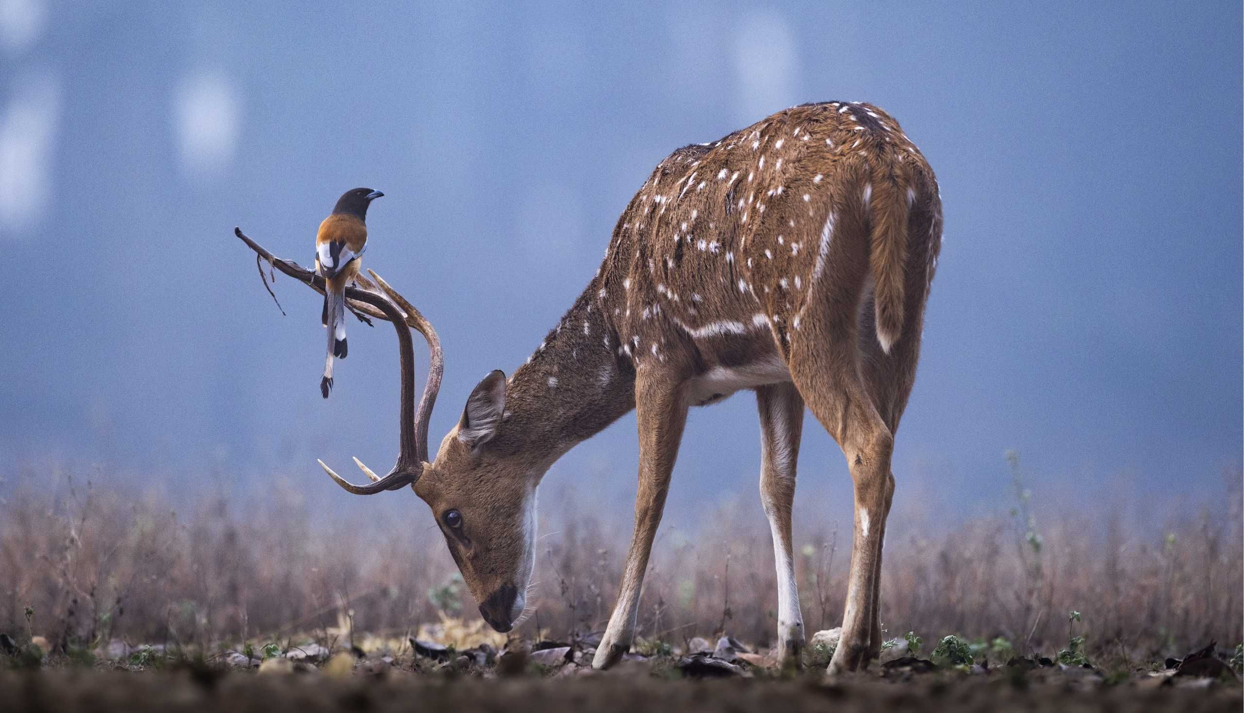 bird resting on a deer in the wild