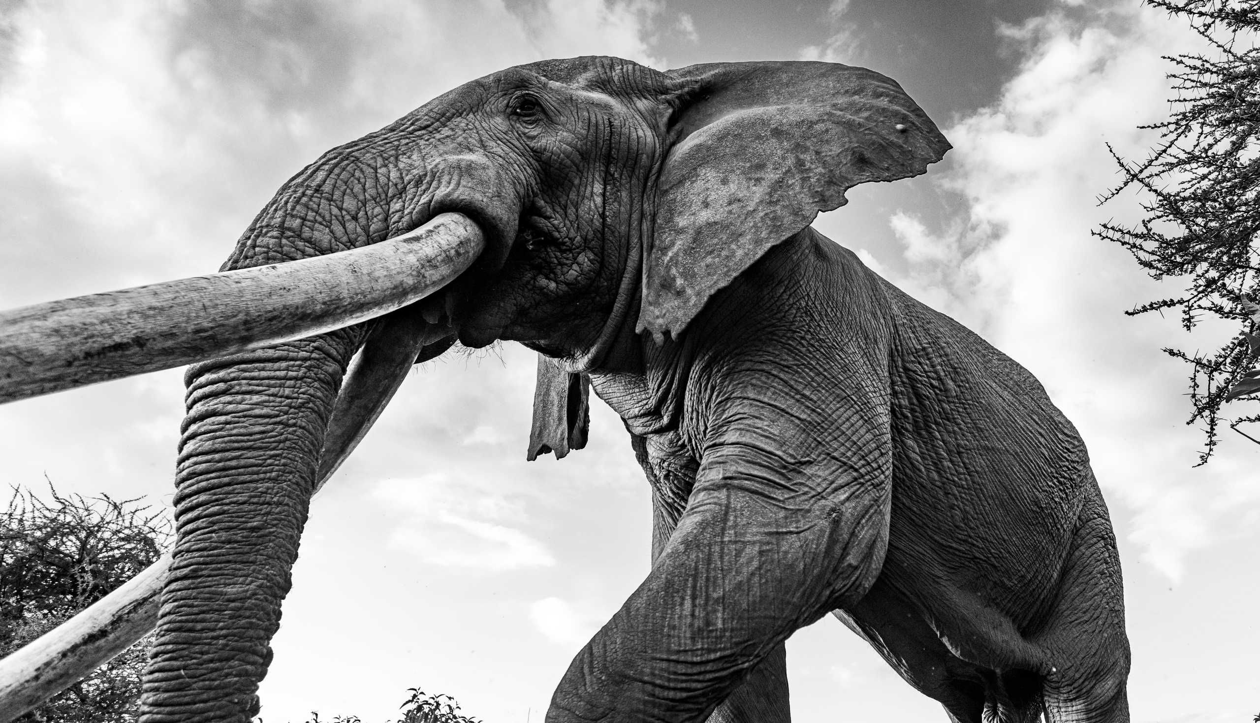 elephant in the wild