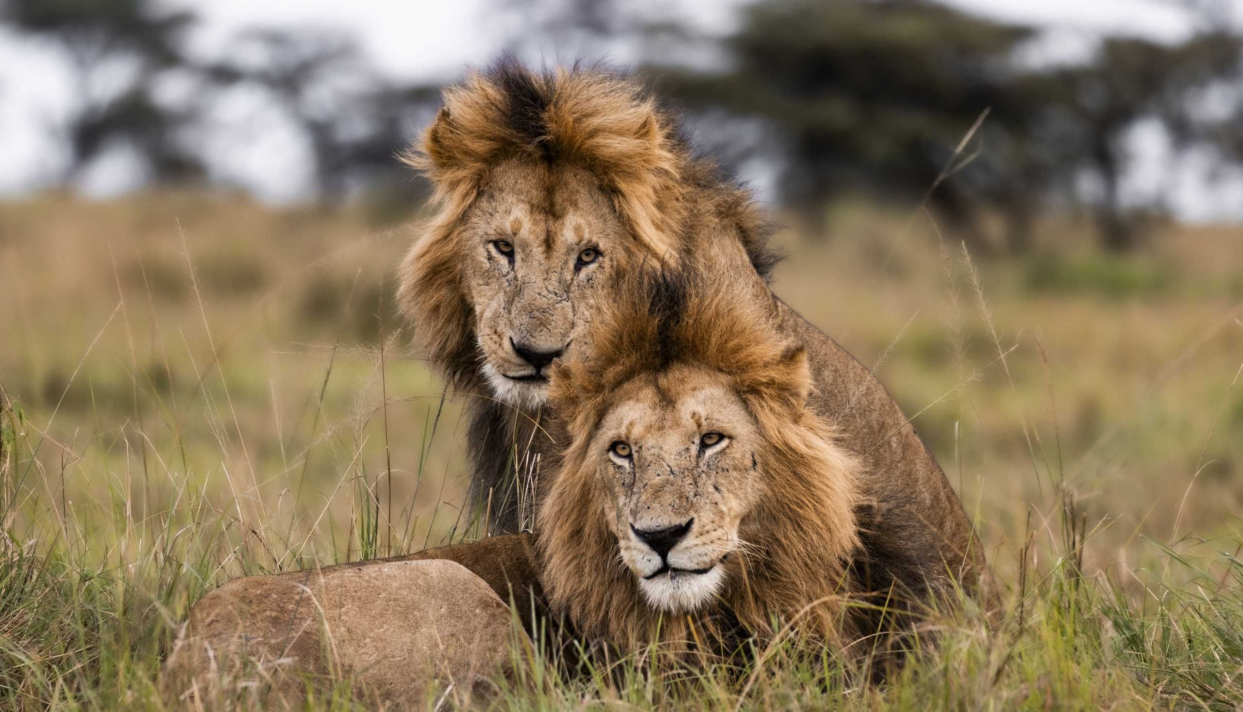 two lions together in the wild