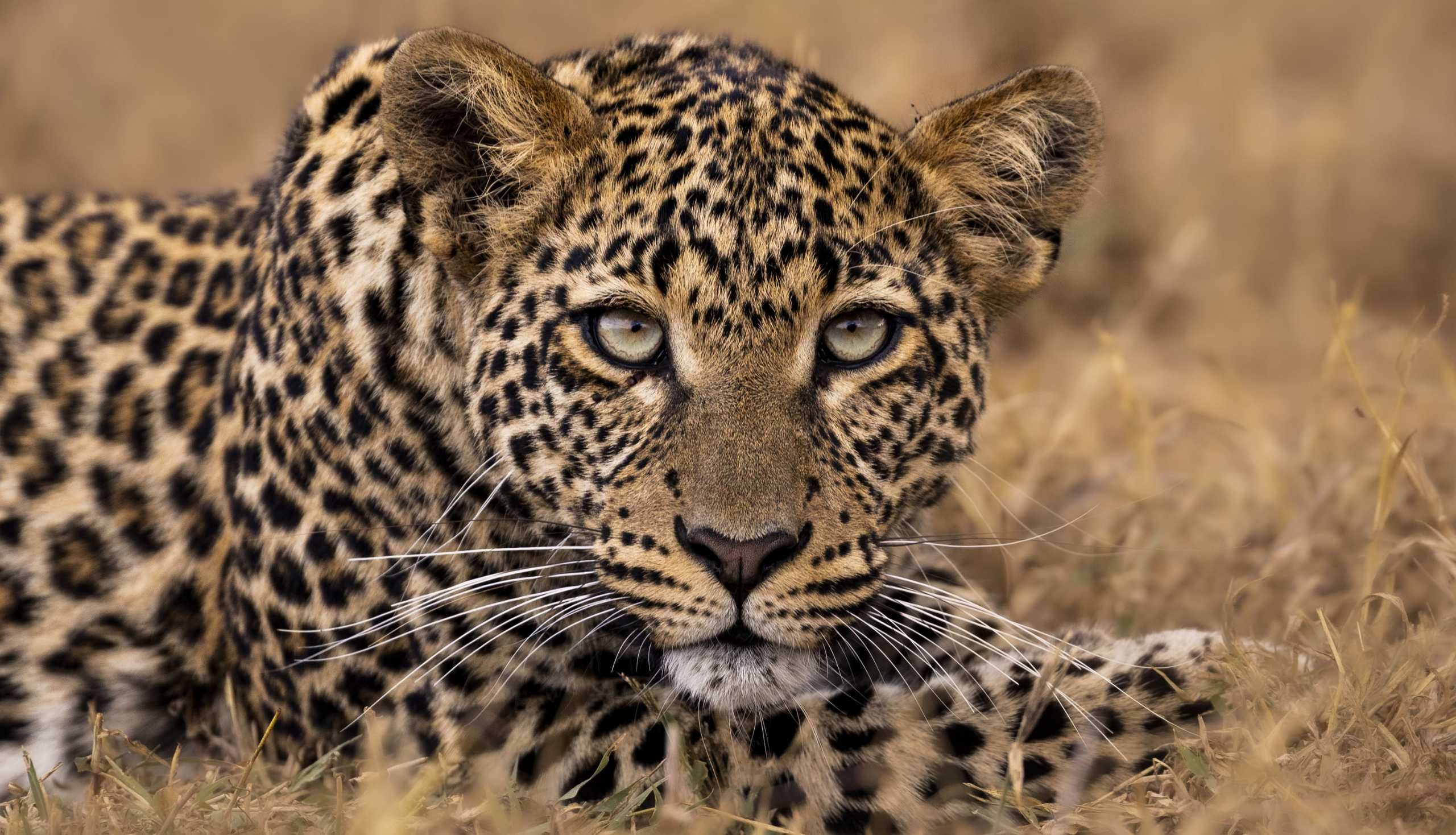 leopard looking into the camera