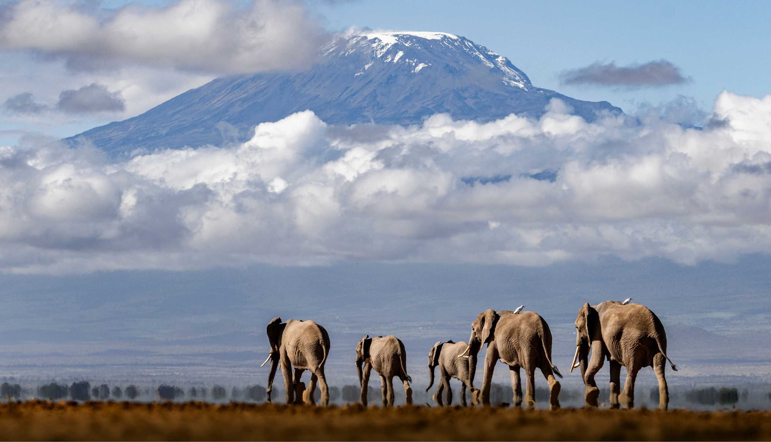 a family of elephants in the wild