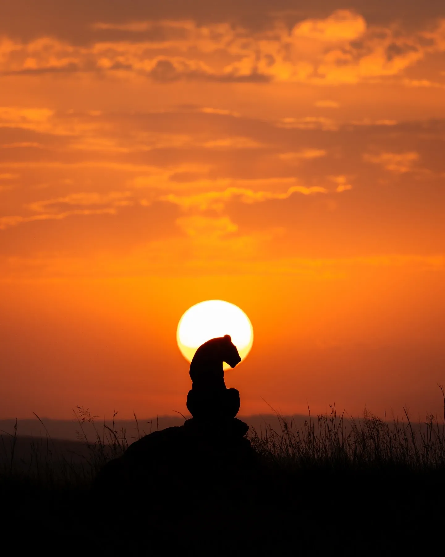 leopard in the sunset
