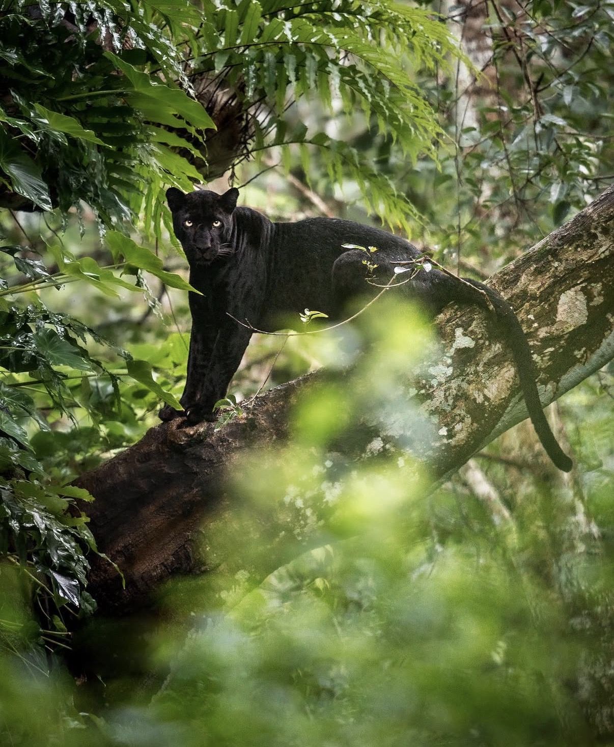 black leopard in a tree in south india