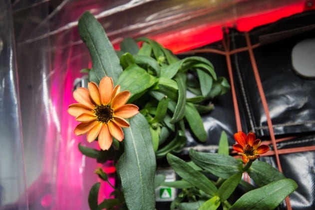 One of the Zinnia flowers that was grown on the ISS.