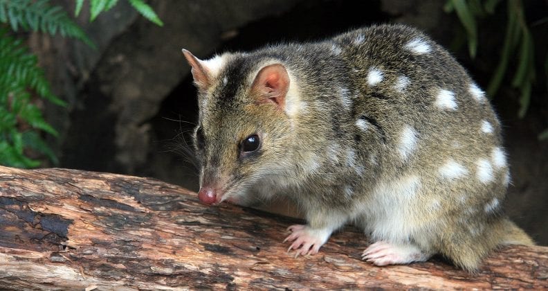 Eastern Spotted Quoll sitting on log - Tasmania, Australia.