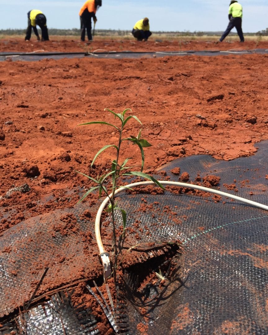 Image for Unique Indigenous native seed farm to help meet supply challenges