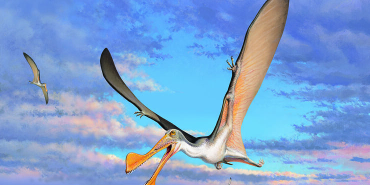 A reconstruction of an Australian pterosaur