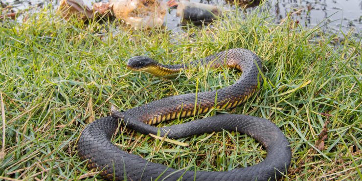 Tiger snake