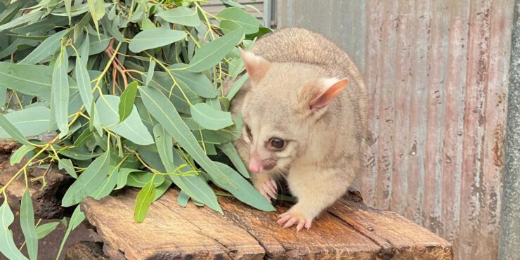 A possum beside some eucalyptus leaves.