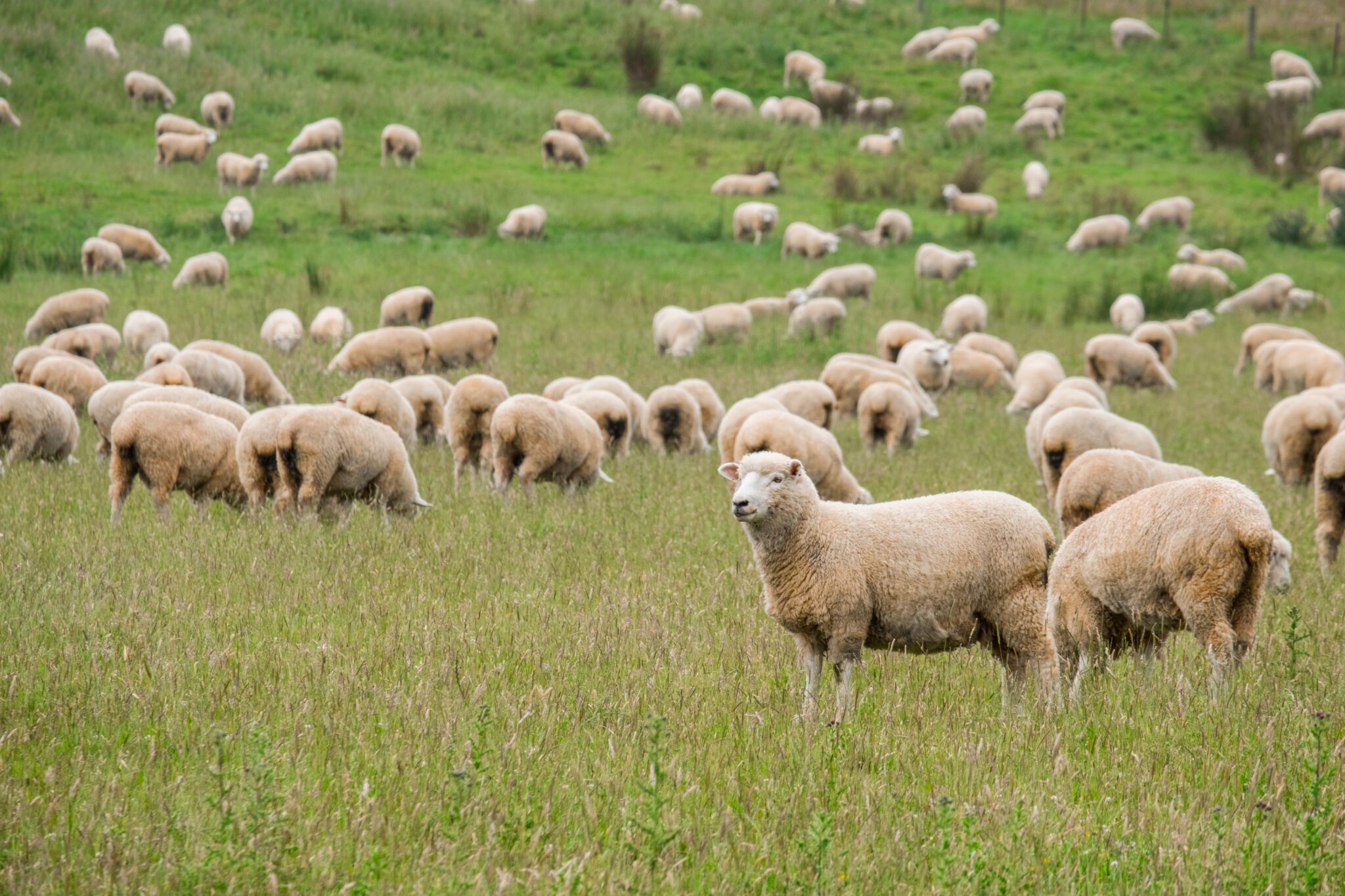 Flock of sheeps grazing in green farm in New Zealand