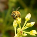 European honeybee (Apis mellifera) on a closed avocado flower.