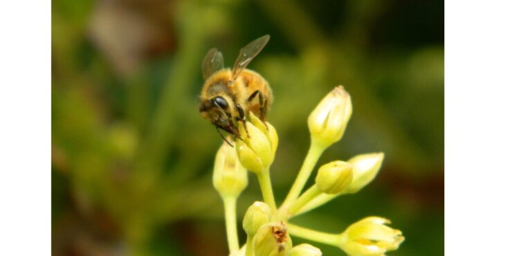 European honeybee (Apis mellifera) on a closed avocado flower.