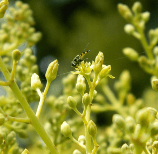 A hoverfly on an avocado flower bud.