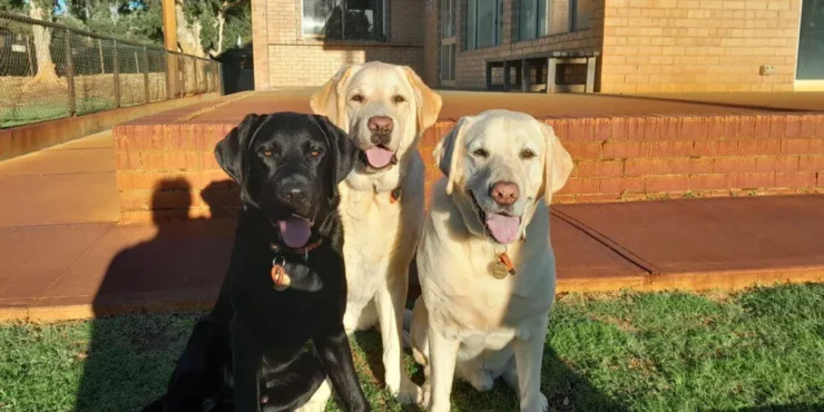 From left to right: Wayne, Olly and Stewart, three Labrador Retriever dogs playing together at the park.
