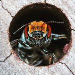 Fitness fight: native bees struggle against invasive honey bee