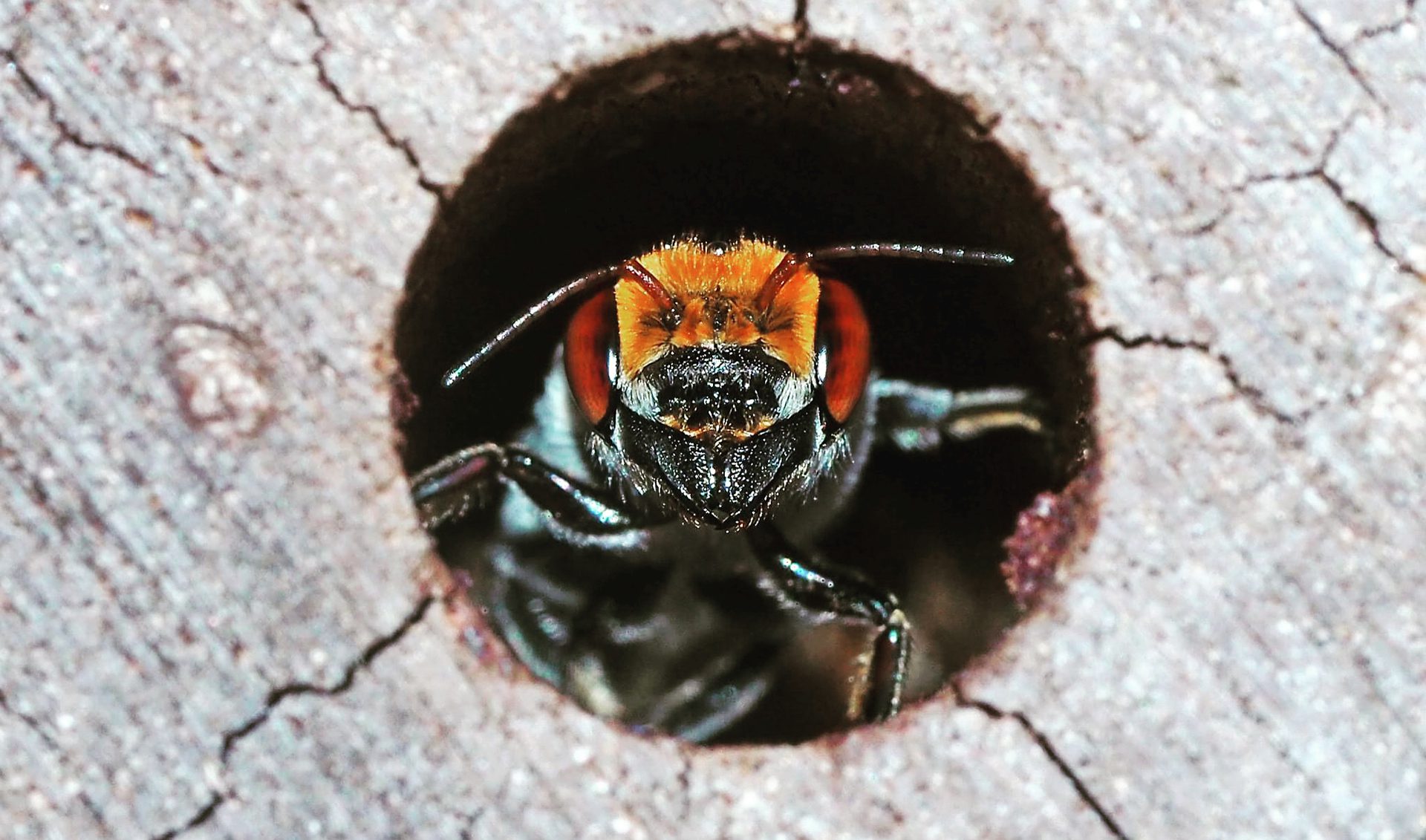 Image for Fitness fight: native bees struggle against invasive honey bee