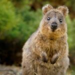 Quokka staring at camera
