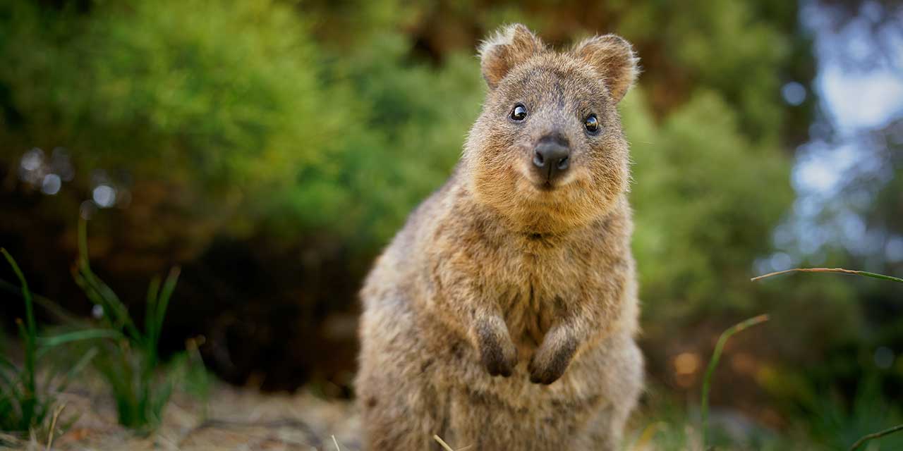 Quokka staring at camera