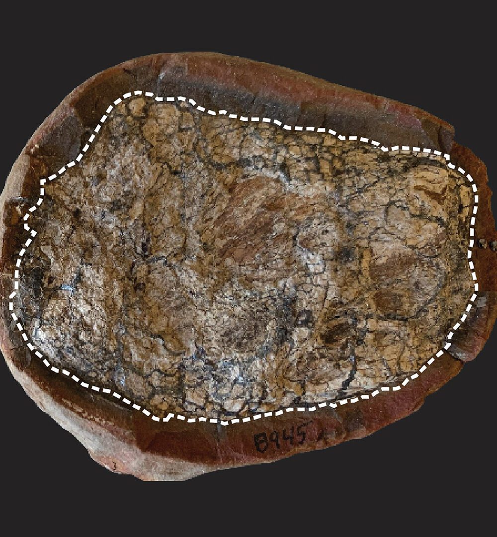 Fossilised faeces help bring prehistoric worlds to life — in molecular detail