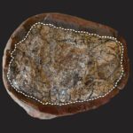 Fossilised faeces help bring prehistoric worlds to life — in molecular detail