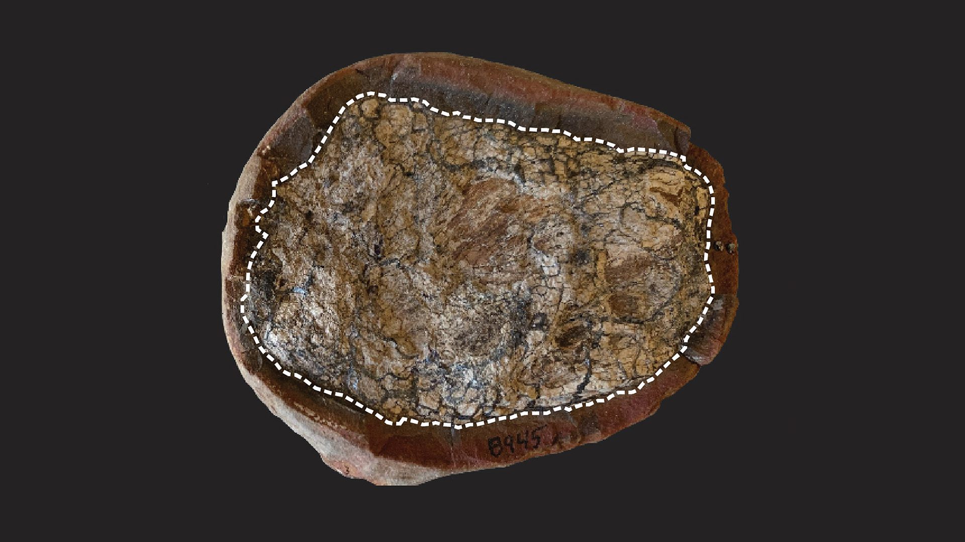 Image for Fossilised faeces help bring prehistoric worlds to life — in molecular detail