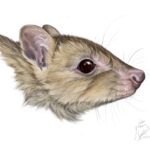 New research uncovers a ‘ghost’ of the Australian bush