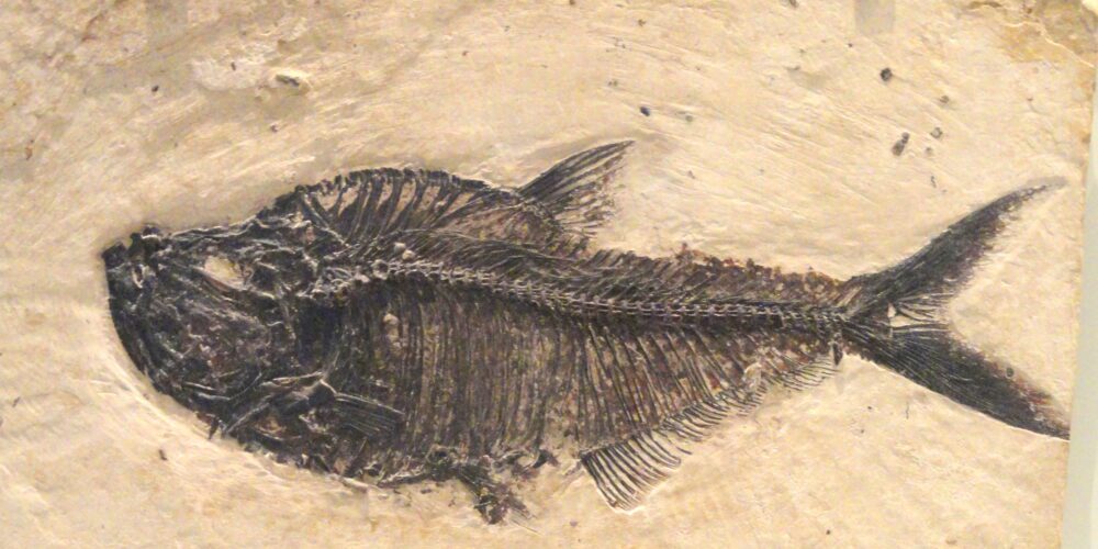 Skin deep: New research reveals the secret to ancient fish scales’ survival