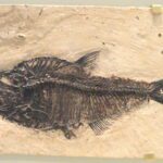 Skin deep: New research reveals the secret to ancient fish scales’ survival