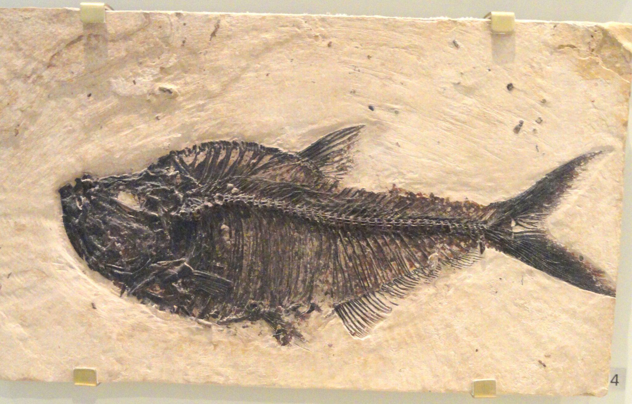 Image for Skin deep: New research reveals the secret to ancient fish scales’ survival