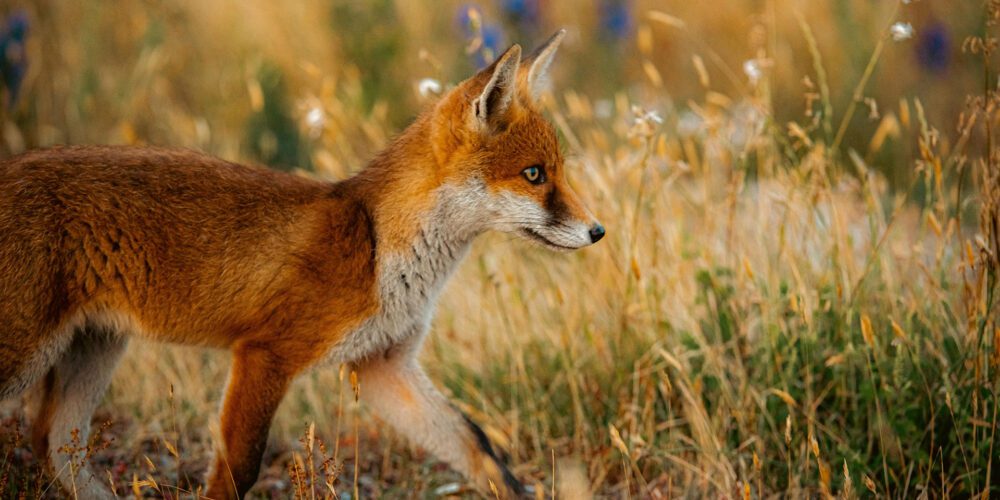 Outfoxed: New research reveals Australia’s rapid red fox invasion