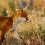 Outfoxed: New research reveals Australia’s rapid red fox invasion