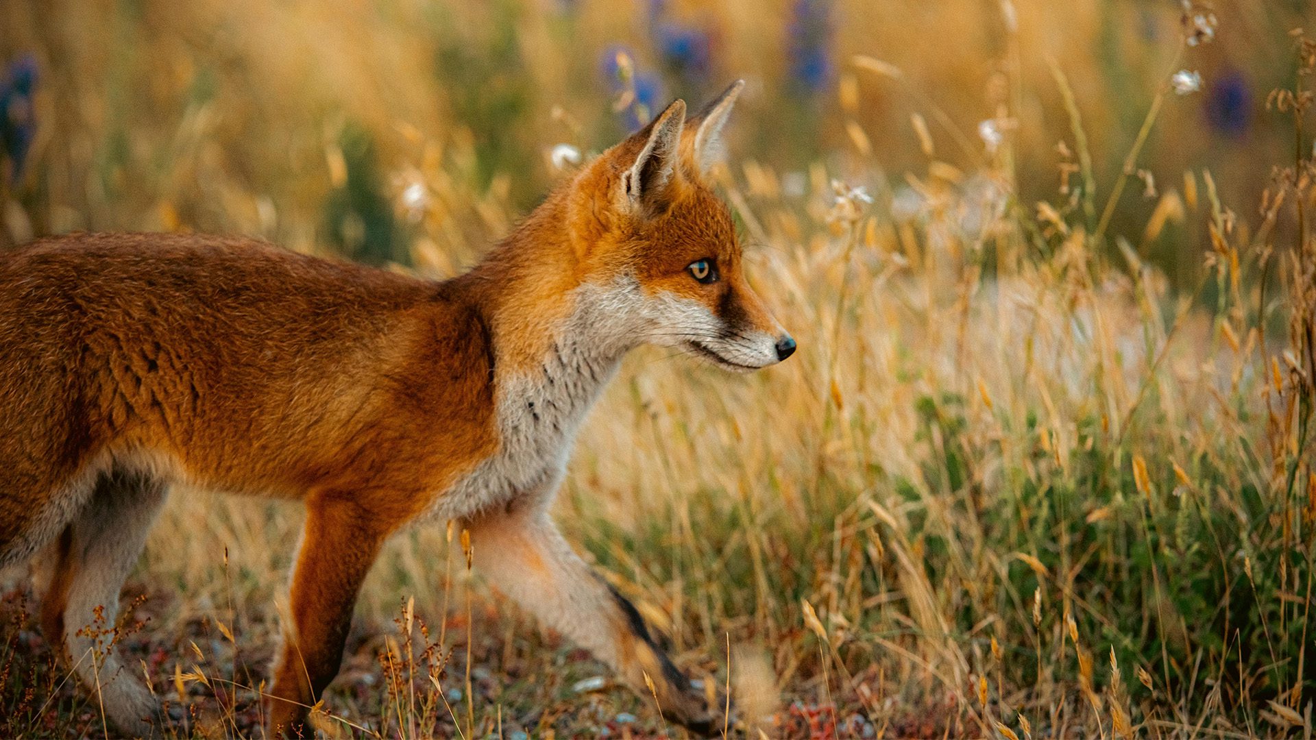 Image for Outfoxed: New research reveals Australia’s rapid red fox invasion