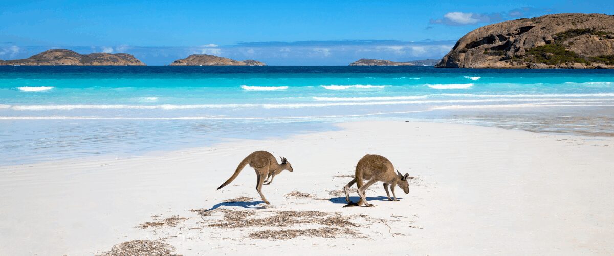 Two kangaroos on white sand at a beach with turquoise ocean waves and rocky islands in the background.