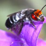 Burning issue: study finds fire a friend to some bees, a foe to others