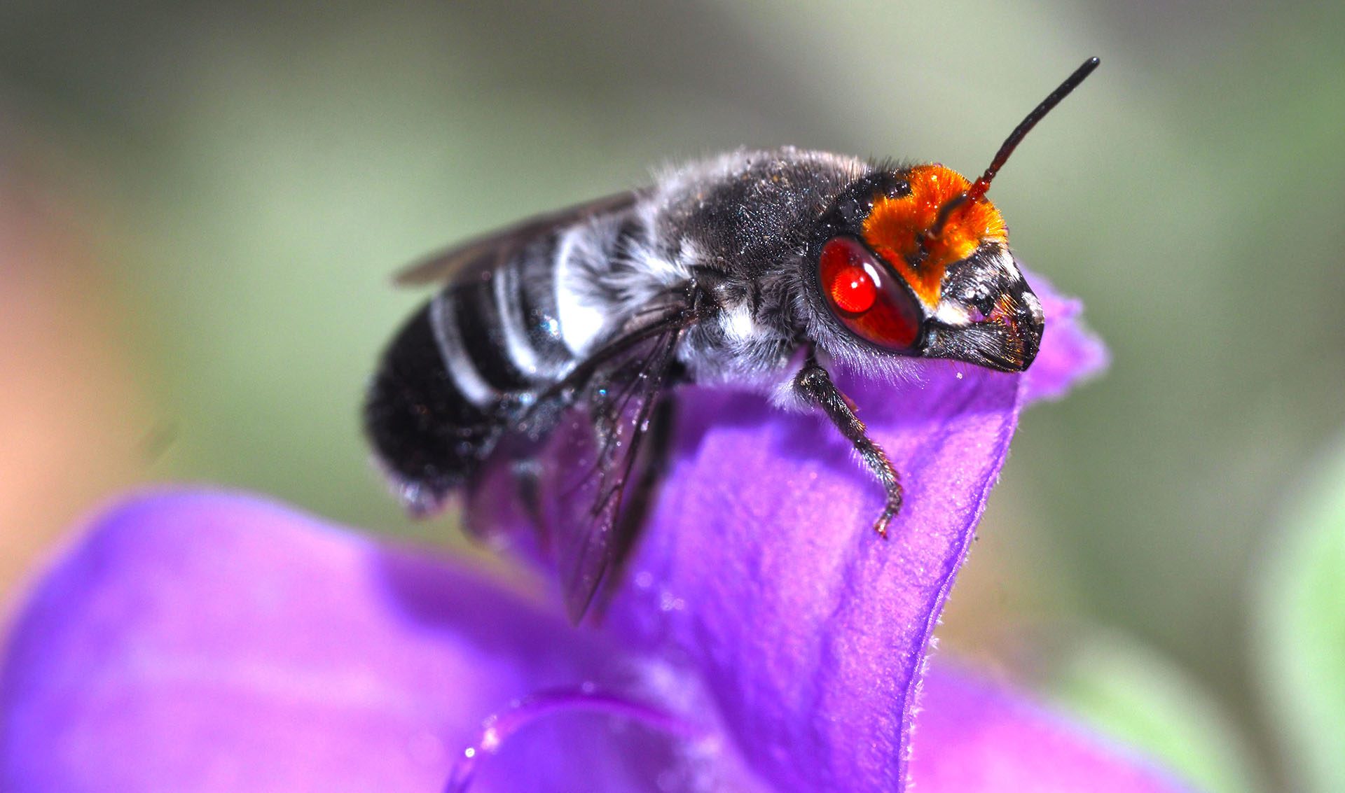 Image for Burning issue: study finds fire a friend to some bees, a foe to others