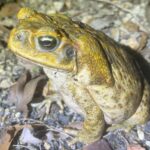 New study reveals devastating impact of cane toads approaching the Pilbara