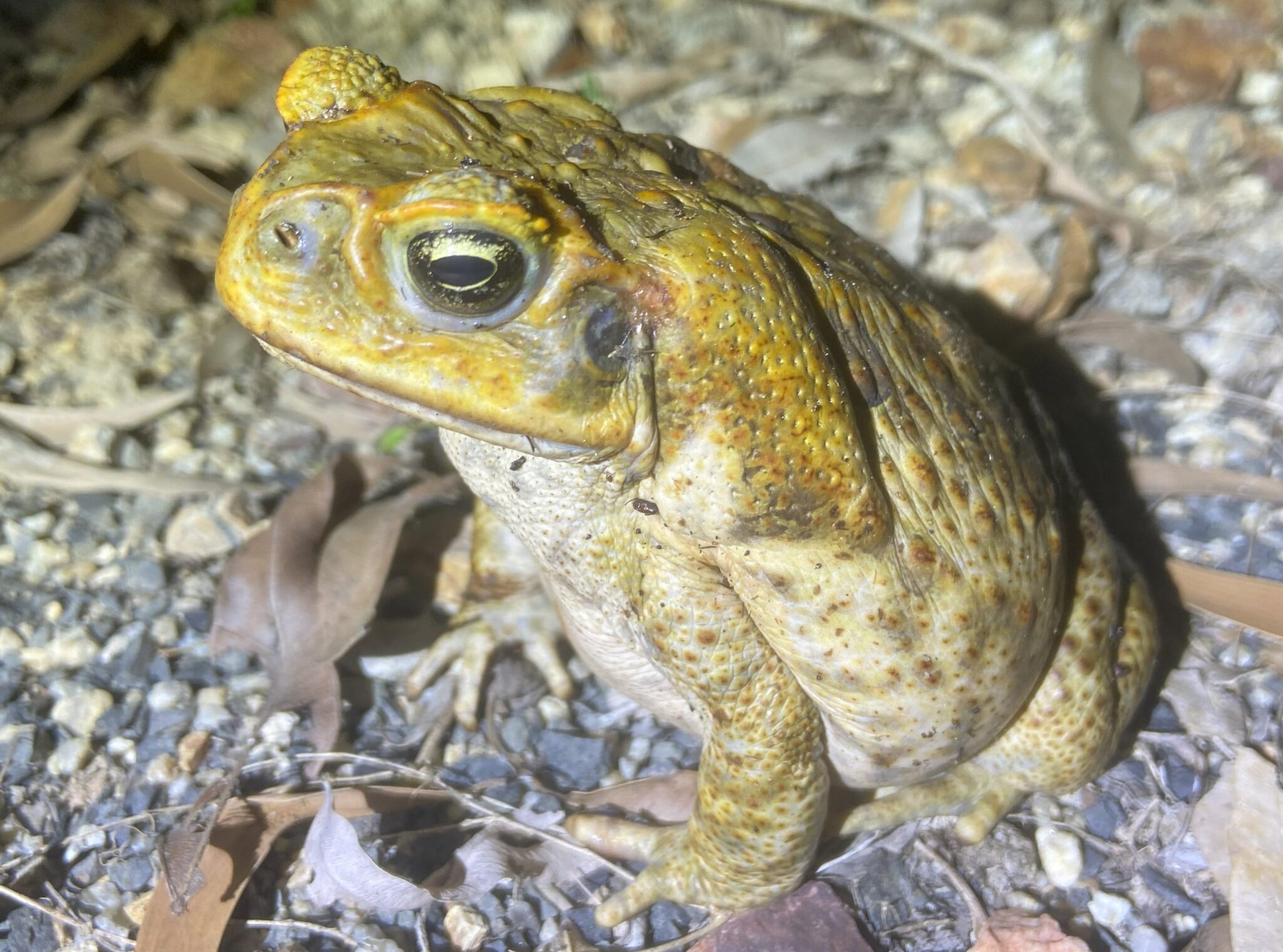 Image for New study reveals devastating impact of cane toads approaching the Pilbara