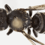 Devilishly distinctive new bee species discovered in WA Goldfields